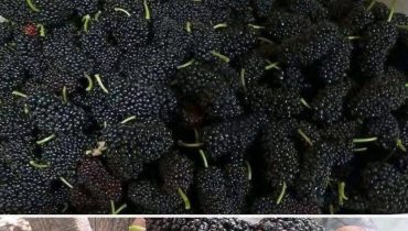 Mûre noire : comment ce fruit d’été régule la tension artérielle et améliore la vision grâce à ses antioxydants Mûre noire : comment ce fruit d’été régule la tension artérielle et améliore la vision grâce à ses antioxydants