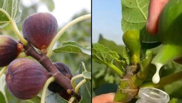 Cosmétique naturelle Latex de figuier Peaux grasses Remèdes traditionnels Soins de la peau Taches brunes Verrues 