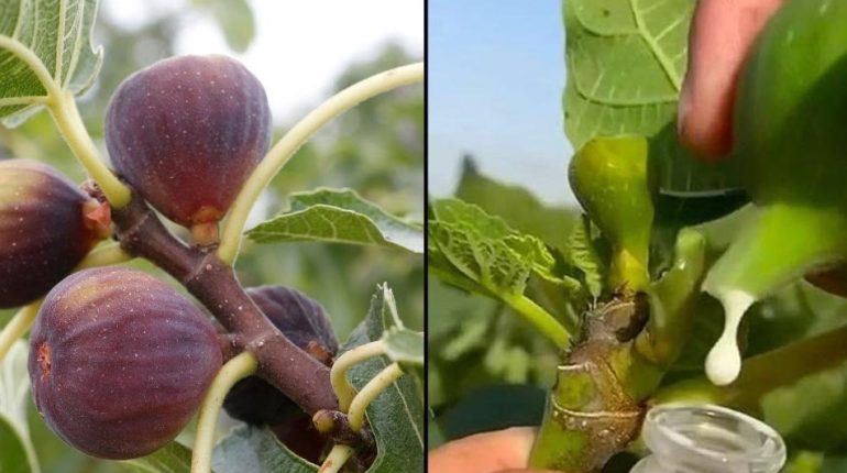 Cosmétique naturelle Latex de figuier Peaux grasses Remèdes traditionnels Soins de la peau Taches brunes Verrues 