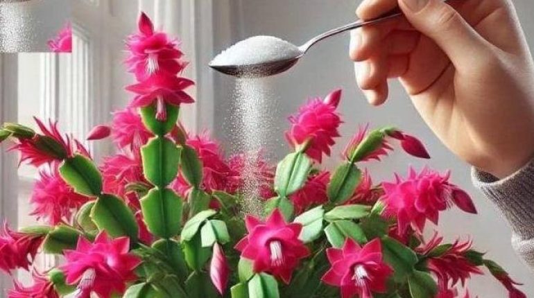 Absence au travail Anti-ravageurs Astuces jardinage Insectes nuisibles Protection des plantes Recettes naturelles 