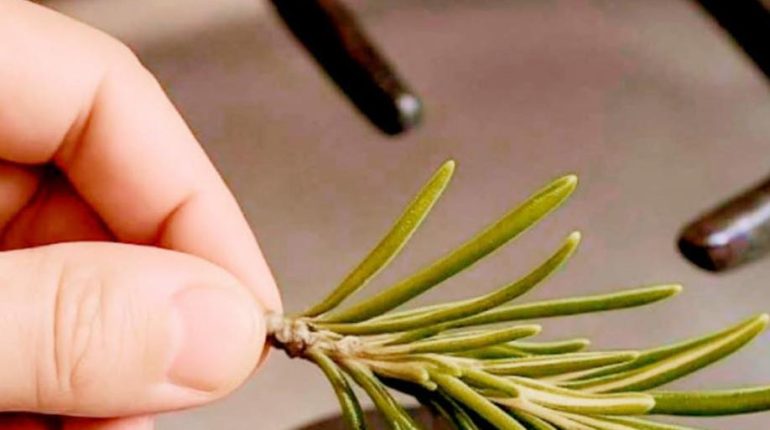 Aromathérapie Astuces naturelles bien être bienfaits Purification de l'air Romarin 