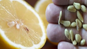 Astuce cuisine Astuces beauté Astuces jardinage Astuces maison Astuces naturelles Beurre citronné LE RECYCLAGE. 