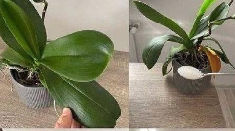 Engrais Entretien des plantes Floraison Orchidées Plantes d'intérieur 