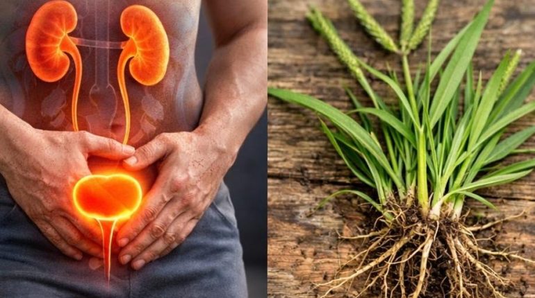 Aphasie bien être Confort urinaire Détoxification Diurétique naturel Herbes médicinales Santé Rénale 