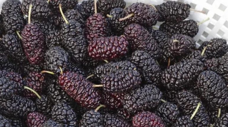 Bienfaits des fruits Fruits méditerranéens Globules rouges Mûre noire santé cardiovasculaire Tension artérielle 