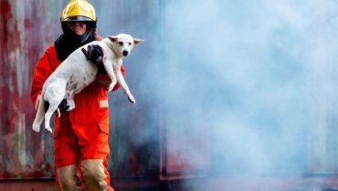 Abandon Animaux chiens Comportement Humain Éthique psychologie Relations homme-animal 