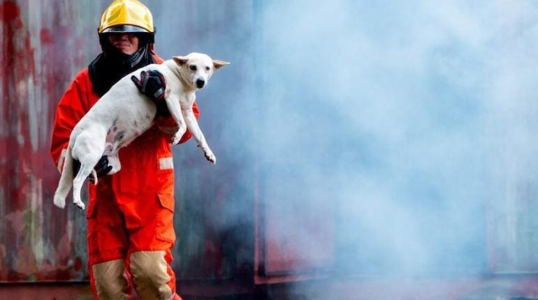 Abandon Animaux chiens Comportement Humain Éthique psychologie Relations homme-animal 