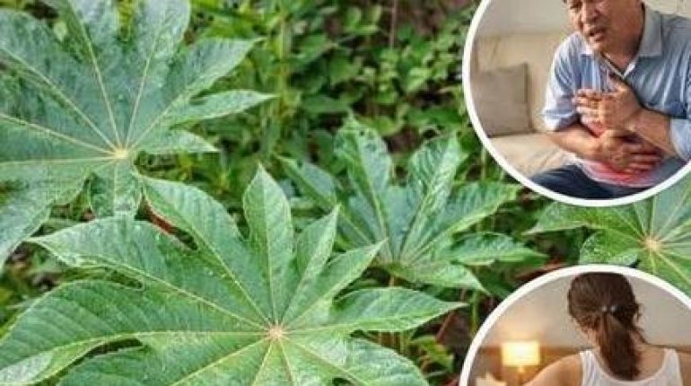 Bienfaits naturels confort articulaire Cosmétique naturelle Huile de ricin Plante toxique Ricinus communis Soins de la peau 