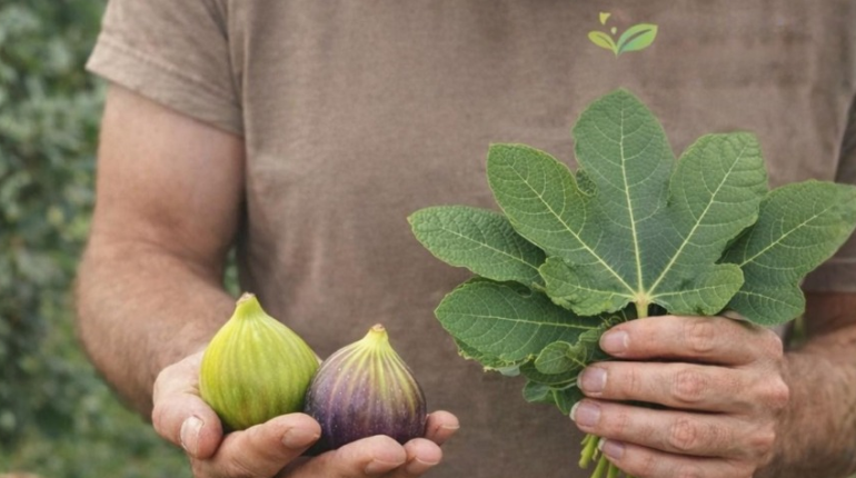 diabète Digestion Feuilles de figuier Médecine naturelle Phytothérapie 