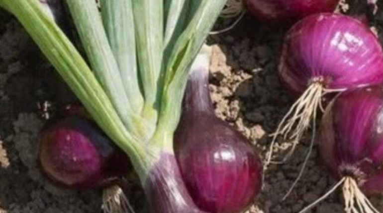 alimentation Alimentation Santé Antioxydants Bienfaits des légumes Oignons au four Variétés d'oignons 