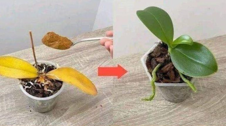 Arrosage Astuces jardinage Floraison Orchidées Remèdes naturels Soins des plantes 