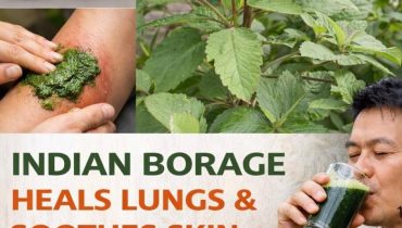 Kalanchoe pinnata : cette plante de jardin soigne 20 maux différents selon les médecines traditionnelles Kalanchoe pinnata : cette plante de jardin soigne 20 maux différents selon les médecines traditionnelles