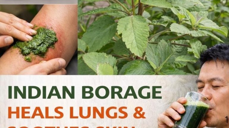 Alimentation Santé bien être Kalanchoe pinnata Phytothérapie Plante médicinale Remèdes naturels 