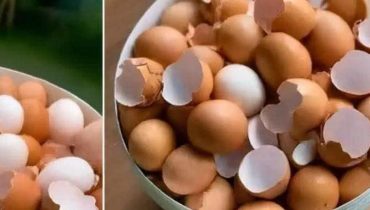 12 choses quotidiennes Accidents de chasse Bienfaits nutritionnels Calcium Coquilles d'œufs Coupe-ongles Minéraux 