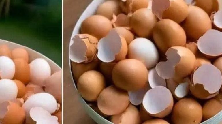 12 choses quotidiennes Accidents de chasse Bienfaits nutritionnels Calcium Coquilles d'œufs Coupe-ongles Minéraux 