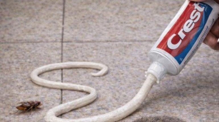 Astuces maison Composition dentifrice la menthe poivrée Lutte nuisibles Méthodes naturelles Prévention nuisibles Répulsifs naturels 