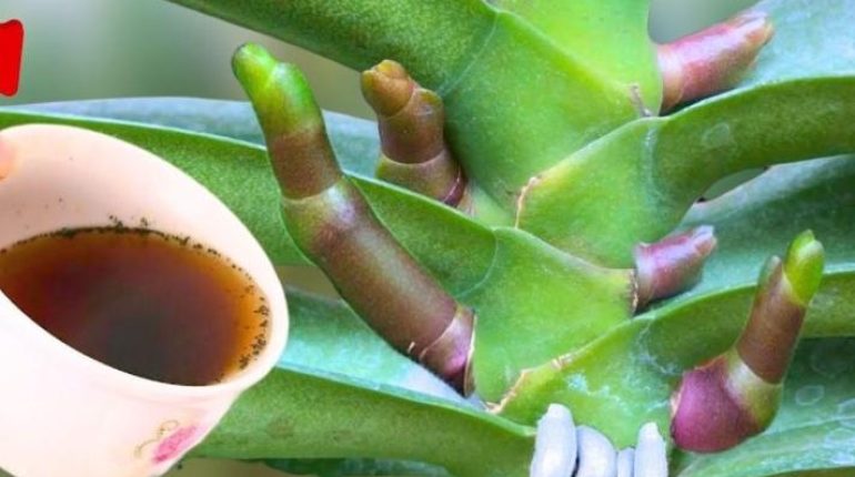 Astuces jardinage Botanique Floraison Orchidées Plantes d'intérieur Soins des plantes 