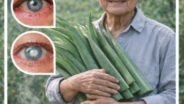 Aloe vera Cannelle Circulation sanguine Digestion Remèdes naturels Santé oculaire 
