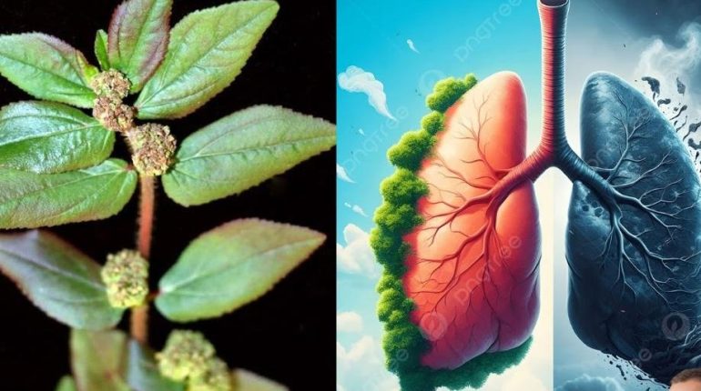 Appareils respiratoires bien être Immunité Phytothérapie Plantes médicinales Santé naturelle 