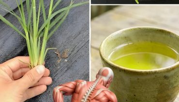 Agripaume bien être Mal de dos Phytothérapie Remèdes naturels Sédentarité 