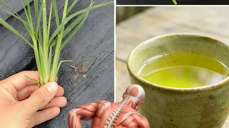 Agripaume bien être Mal de dos Phytothérapie Remèdes naturels Sédentarité 