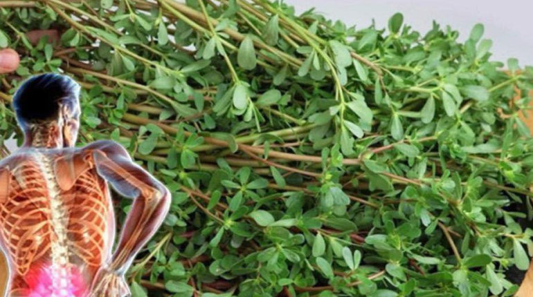 Alimentation saine Bienfaits nutritionnels Bienfaits santé Légume vert Oméga-3 Pourpier Santé cardiaque 