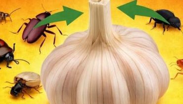 Absence au travail Anti-cafards Anti-insectes Anti-moustiques Insecticide naturel Remède maison Répulsif naturel 