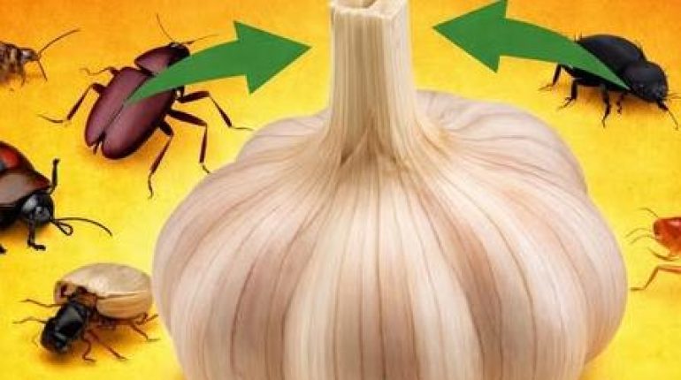 Absence au travail Anti-cafards Anti-insectes Anti-moustiques Insecticide naturel Remède maison Répulsif naturel 