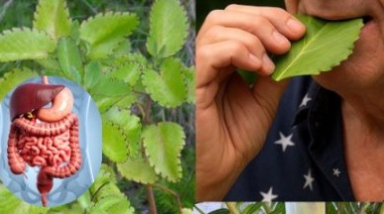 Alimentation Santé bien être Calculs rénaux cicatrisation inflammation Plante médicinale Soins naturels 