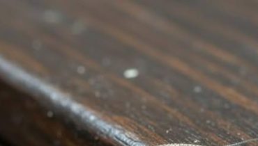 Astuce de maison Dégâts matériels humidité Insectes nuisibles Lépismes argentés prévention 