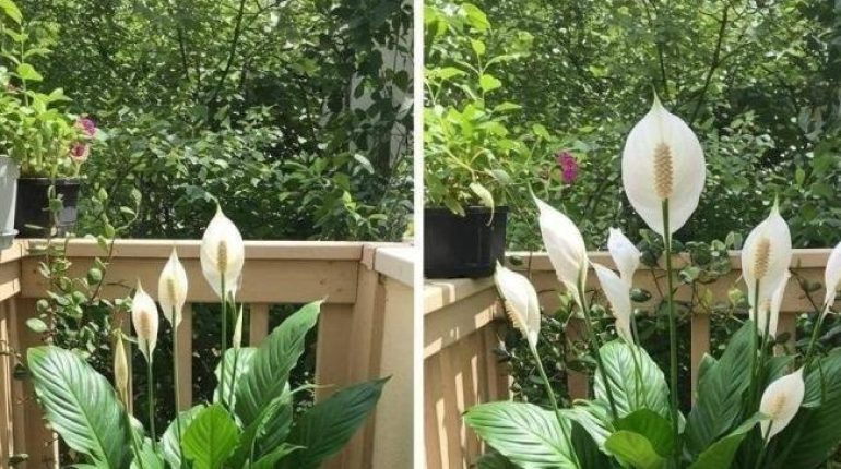 à visiter absolument Compost Coquilles d'œufs Engrais naturels Jardinage naturel Marc de café 