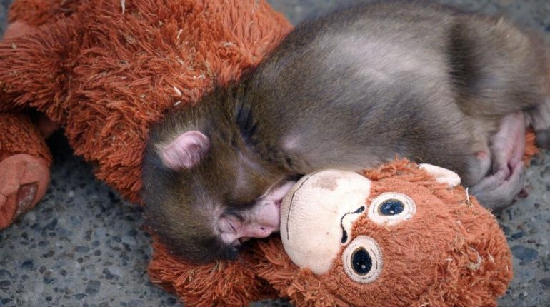 Abandon Animaux attachement Bébé animal Ikea Macaque Peluche Waterzooï 