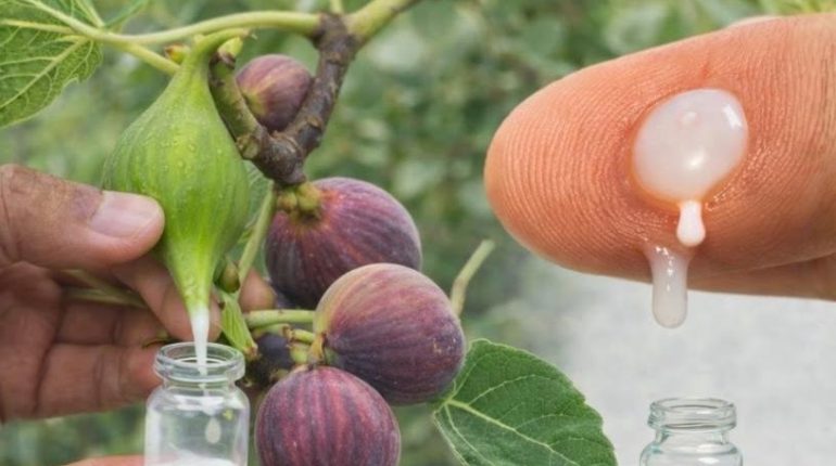 Dermatologie Feuilles de figuier Latex Phytothérapie Remède traditionnel Soins de la peau 