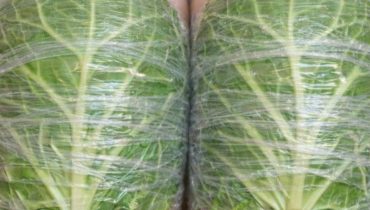 Arthrose bien être Douleur au genou inflammation Remède naturel Santé articulaire 