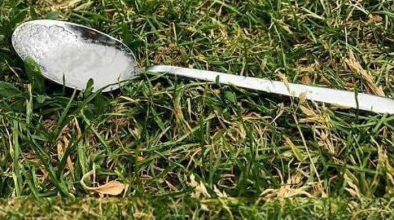 Abeilles biodiversité David Attenborough environnement Pollinisation Survie humaine 