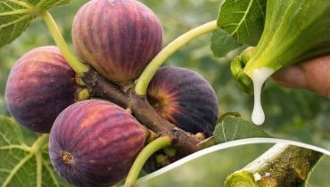 Beauté naturelle Latex de figuier Peau épaisse Remèdes maison Soin de la peau Teint uniformisé 