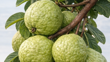 Antioxydants Chèque énergie Fibres glycémie Goyavier Recettes naturelles Santé capillaire 