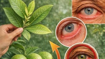 Bienfaits naturels Bienfaits nutritionnels Fatigue oculaire Feuilles de goyave Santé visuelle Soin des yeux 