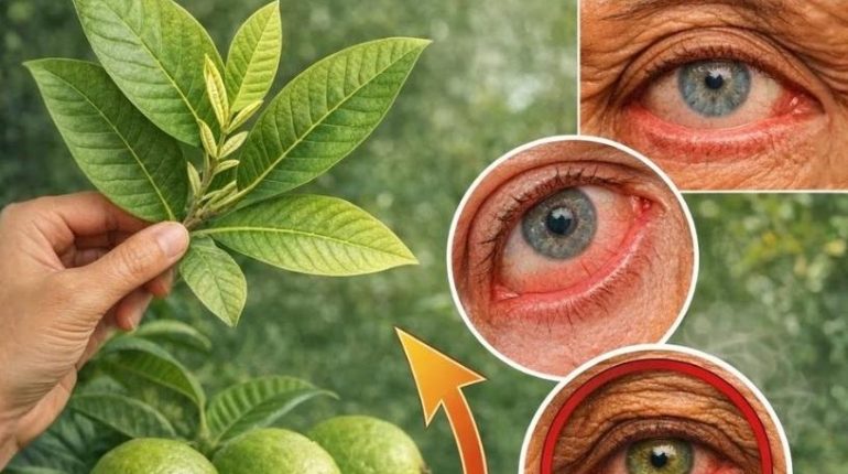 Bienfaits naturels Bienfaits nutritionnels Fatigue oculaire Feuilles de goyave Santé visuelle Soin des yeux 
