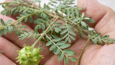 bien être Chèque énergie Équilibre hormonal Plantes médicinales Santé Rénale Tribulus terrestris Vitalité 