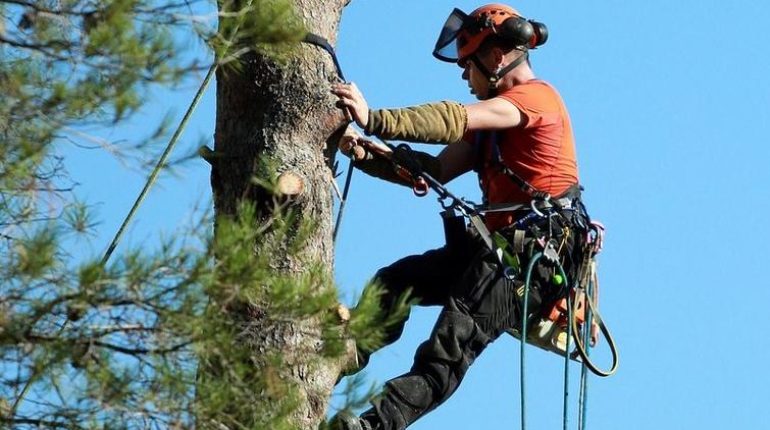 Accident du travail Élagage Hérault pour le passage aux urgences Santé et sécurité au travail Travail en hauteur 
