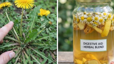 Bienfaits santé Phytothérapie Pissenlit plantes sauvages Régulation glycémie Santé foie 