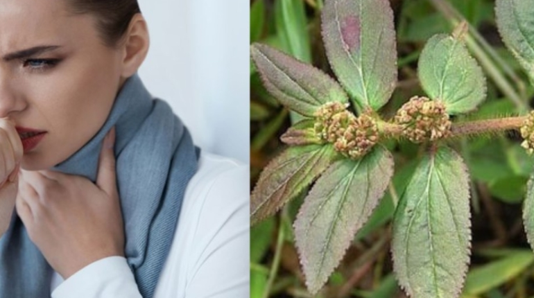 Mouans-Sartoux Phytothérapie Plantes médicinales Remèdes naturels Santé respiratoire Tisane 