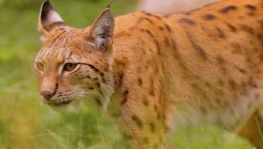 Alsace Animaux de ferme faune sauvage injustice Lynx boréal Protection Animale 