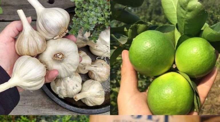 Actualités télévision bien être Fatigue oculaire Graines de lin Miel ail Recette naturelle Santé des yeux 