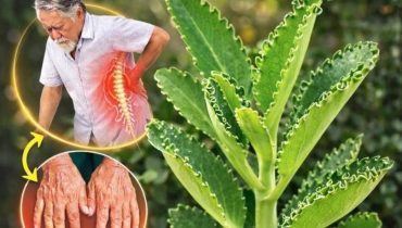 bien être Kalanchoe Plantes médicinales Propriétés médicinales Remèdes naturels Soin des plantes 