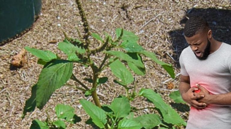 Amarante épineuse Consommation sûre Médecine traditionnelle Oxalates Plante médicinale Santé Rénale 