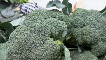 Astuce cuisine Bienfaits des légumes Bienfaits nutritionnels Bienfaits santé Brocoli 