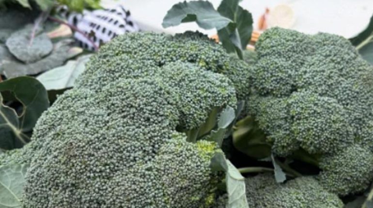 Astuce cuisine Bienfaits des légumes Bienfaits nutritionnels Bienfaits santé Brocoli 