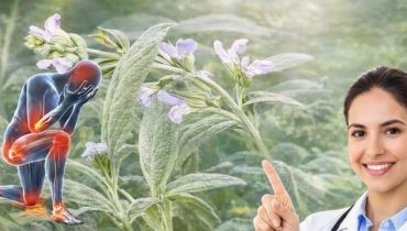 Articulations bien être mémoire Plantes médicinales Sauge Tisane 